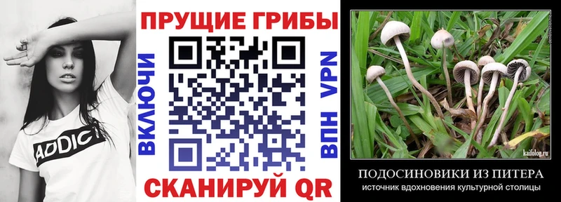 Купить закладки  Михайлов  Псилоцибиновые грибы Psilocybine cubensis 